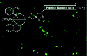 Graphical abstract: Synthesis, characterisation and bioimaging of a fluorescent rhenium-containing PNA bioconjugate