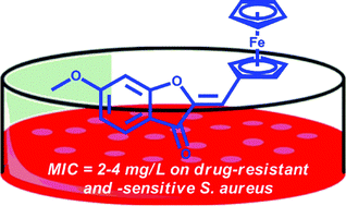 Graphical abstract: In vitro inhibitory properties of ferrocene-substituted chalcones and aurones on bacterial and human cell cultures