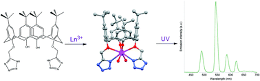 Graphical abstract: Luminescent lanthanoid complexes of a tetrazole-functionalised calix[4]arene