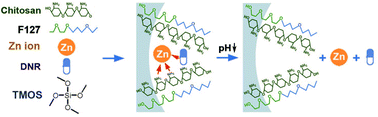 Graphical abstract: Mesostructured chitosan–silica hybrid as a biodegradable carrier for a pH-responsive drug delivery system