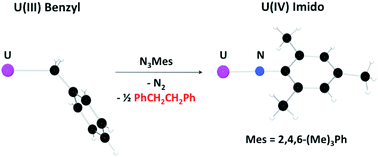 Graphical abstract: Synthesis of U(iv) imidos from Tp*2U(CH2Ph) (Tp* = hydrotris(3,5-dimethylpyrazolyl)borate) by extrusion of bibenzyl