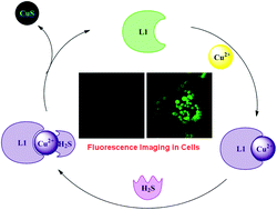Graphical abstract: Recognition of copper and hydrogen sulfide in vitro using a fluorescein derivative indicator