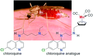 Graphical abstract: Synthesis and biological activity of cymantrene and cyrhetrene 4-aminoquinoline conjugates against malaria, leishmaniasis, and trypanosomiasis
