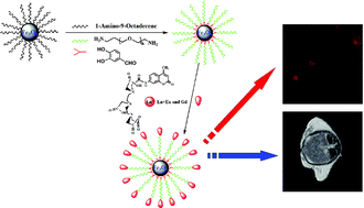 Graphical abstract: Magnetic nanoparticles modified with DTPA-AMC-rare earth for fluorescent and magnetic resonance dual mode imaging