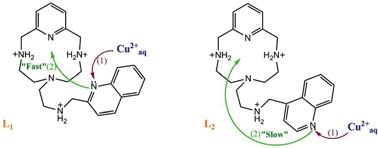 Graphical abstract: Copper(ii) complexes of quinoline polyazamacrocyclic scorpiand-type ligands: X-ray, equilibrium and kinetic studies