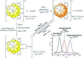 Graphical abstract: Interaction between biimidazole complexes of ruthenium and acetate: hydrogen bonding and proton transfer