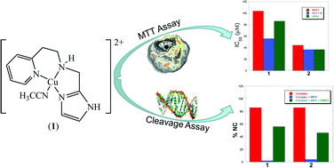 Graphical abstract: DNA binding, nuclease activity and cytotoxicity studies of Cu(ii) complexes of tridentate ligands