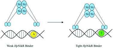 Graphical abstract: Dissecting the role of DNA sequence in Helicobacter pylori NikR/DNA recognition