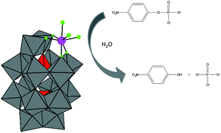 Graphical abstract: Hydrolysis of DNA model substrates catalyzed by metal-substituted Wells–Dawson polyoxometalates