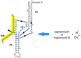 Graphical abstract: Capreomycin and hygromycin B modulate the catalytic activity of the delta ribozyme in a manner that depends on the protonation and complexation with Cu2+ ions of these antibiotics