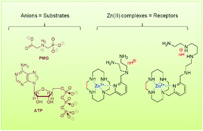 Graphical abstract: Glyphosate and ATP binding by mononuclear Zn(ii) complexes with non-symmetric ditopic polyamine ligands