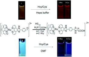 Graphical abstract: A ruthenium(ii) complex with environment-responsive dual emission and its application in the detection of cysteine/homocysteine