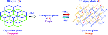 Graphical abstract: 2D–1D structural phase transformation of Co(ii) 3,5-pyridinedicarboxylate frameworks with chromotropism