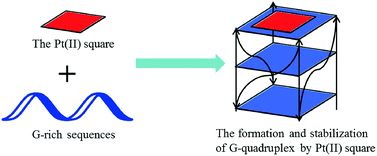 Graphical abstract: Pt(ii) squares as selective and effective human telomeric G-quadruplex binders and potential cancer therapeutics