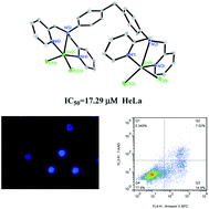 Graphical abstract: Synthesis, characterization, DNA binding and cleavage, BSA interaction and anticancer activity of dinuclear zinc complexes