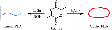 Graphical abstract: Synthesis of cyclic polylactide catalysed by bis(salicylaldiminato)tin(ii) complexes