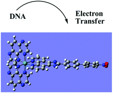 Graphical abstract: Theoretical studies on DNA-photocleavage efficiencies of Ru(ii) polypyridyl complexes