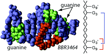 Graphical abstract: Competitive formation of both long-range 5′–5′ and short-range antiparallel 3′–3′ DNA interstrand cross-links by a trinuclear platinum complex on binding to a 10-mer duplex