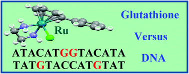Graphical abstract: Competition between glutathione and DNA oligonucleotides for ruthenium(ii) arene anticancer complexes