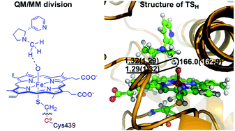 Graphical abstract: Catalytic mechanism of cytochrome P450 for N-methylhydroxylation of nicotine: reaction pathways and regioselectivity of the enzymatic nicotine oxidation