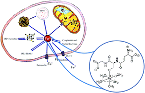 Graphical abstract: Iron speciation in the cytosol: an overview