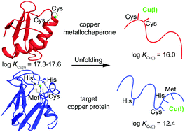 Graphical abstract: The influence of protein folding on the copper affinities of trafficking and target sites