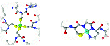 Graphical abstract: The zinc-binding fragment of HypA from Helicobacter pylori: a tempting site also for nickel ions