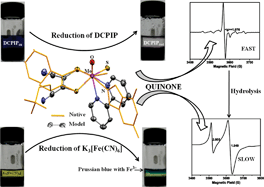 Graphical abstract: Modelling the reduced xanthine oxidase in active sulfo and inactive desulfo forms