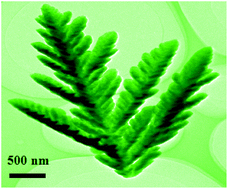 Graphical abstract: Facile template-free synthesis and visible-light driven photocatalytic performances of dendritic CdS hierarchical structures