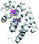 Graphical abstract: Engineered metalloregulation of azide binding affinity and reduction potential of horse heart myoglobin