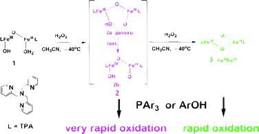 Graphical abstract: Kinetic insights into the reactivity of the intermediates generated from hydrogen peroxide and diiron(iii) complex with tris(picolyl)amine (TPA)