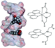 Graphical abstract: The DNA binding site specificity and antiproliferative property of ternary Pt(ii) and Zn(ii) complexes of phenanthroline and N,N′-ethylenediaminediacetic acid