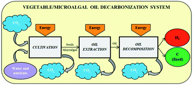 Graphical abstract: On the feasibility of producing hydrogen with net carbon fixation by the decomposition of vegetable and microalgal oils
