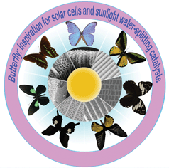 Graphical abstract: Butterflies: inspiration for solar cells and sunlight water-splitting catalysts