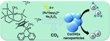 Graphical abstract: Water-soluble mononuclear cobalt complexes with organic ligands acting as precatalysts for efficient photocatalytic water oxidation