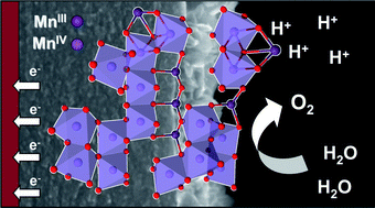 Graphical abstract: Electrosynthesis, functional, and structural characterization of a water-oxidizing manganese oxide