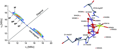 Graphical abstract: The structure and activation of substrate water molecules in the S2 state of photosystem II studied by hyperfine sublevel correlation spectroscopy