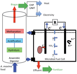 Graphical abstract: Enhanced methane yields from anaerobic digestion of Arthrospira maxima biomass in an advanced flow-through reactor with an integrated recirculation loop microbial fuel cell