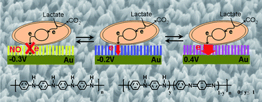 Graphical abstract: Control of bacterial extracellular electron transfer by a solid-state mediator of polyaniline nanowire arrays