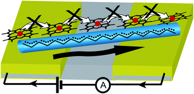 Graphical abstract: Lack of cytochrome involvement in long-range electron transport through conductive biofilms and nanowires of Geobacter sulfurreducens