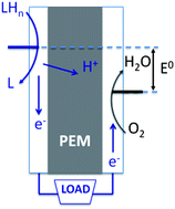 Graphical abstract: Fuel selection for a regenerative organic fuel cell/flow battery: thermodynamic considerations