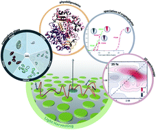 Graphical abstract: Solar light harvesting by energy transfer: from ecology to coherence