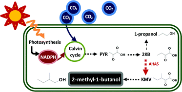 Graphical abstract: Photosynthetic production of 2-methyl-1-butanol from CO2 in cyanobacterium Synechococcus elongatus PCC7942 and characterization of the native acetohydroxyacid synthase