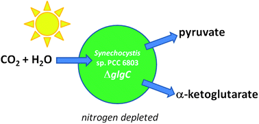 Graphical abstract: Photo-catalytic conversion of carbon dioxide to organic acids by a recombinant cyanobacterium incapable of glycogen storage