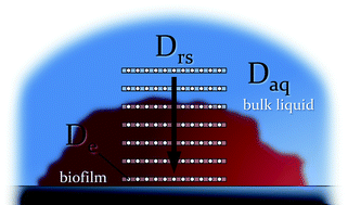 Graphical abstract: Diffusion in biofilms respiring on electrodes