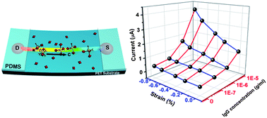 Graphical abstract: High performance of ZnO nanowire protein sensors enhanced by the piezotronic effect