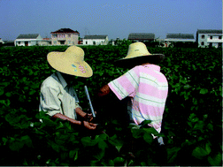 Graphical abstract: Field trials to evaluate effects of continuously planted transgenic insect-resistant cottons on soil invertebrates