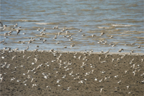 Graphical abstract: Monitoring of heavy metal contaminants using feathers of shorebirds, Korea