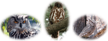 Graphical abstract: Biological monitoring of heavy metal contaminations using owls