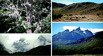 Graphical abstract: Baseline element composition of foliose and fruticose lichens along the steep climatic gradient of SW Patagonia (Aisén Region, Chile)